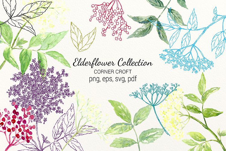 Elderflower Collection, png, svg, eps, label and stickers, watercolor elderflowers