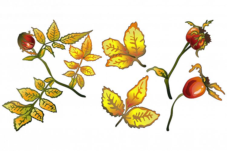 Vector autumn yellow rose hip plant PNG set