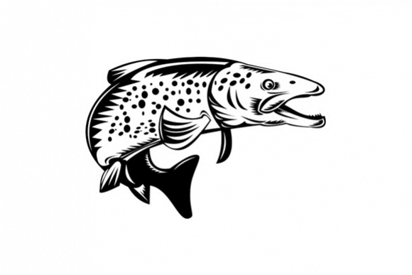 Spotted Speckled Trout Fish Jumping example image 1
