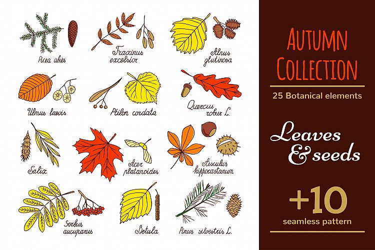 Leaves and seed - Autumn Collection