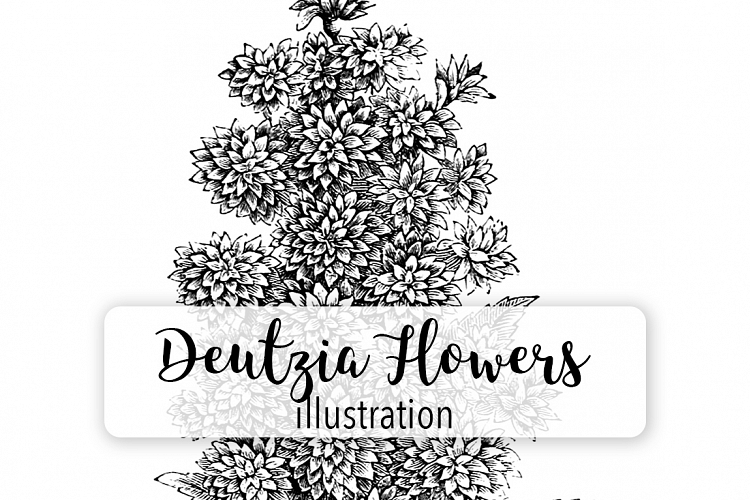 Florals - Vintage Black and White Deutzia Flowers