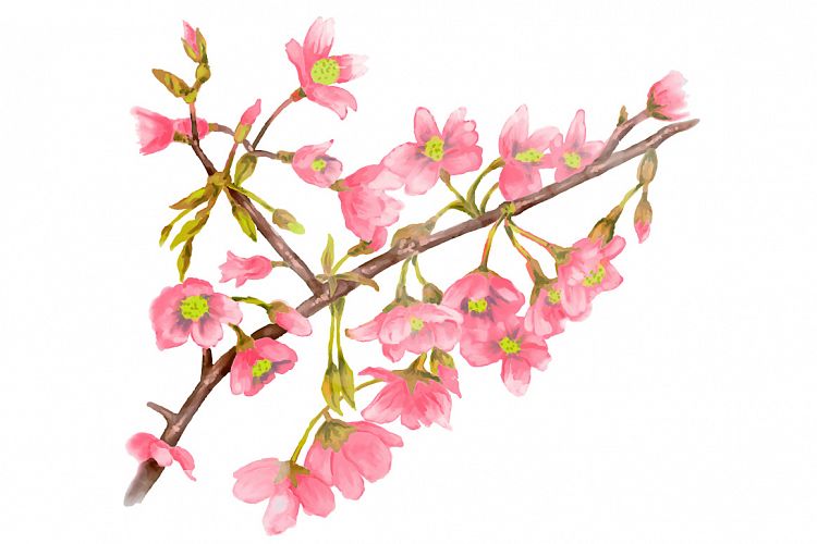 watercolor spring tree branch vector