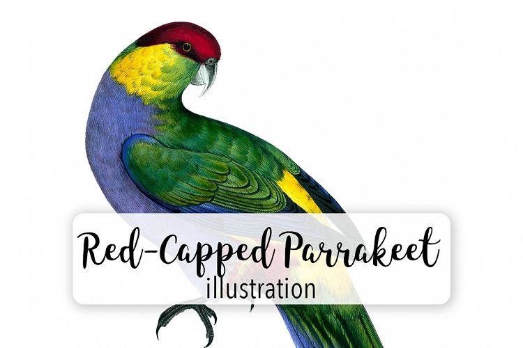 Birds - Vintage Red-Capped Parrakeet