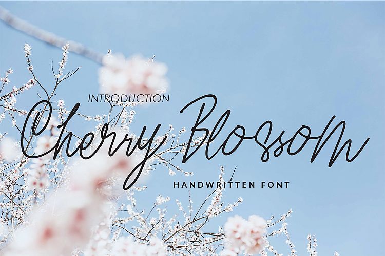 Cherry Blossom