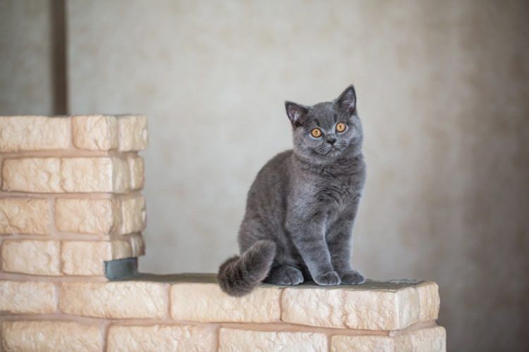 CAT1