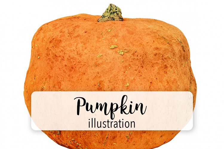 Pumpkin - Vintage Illustration
