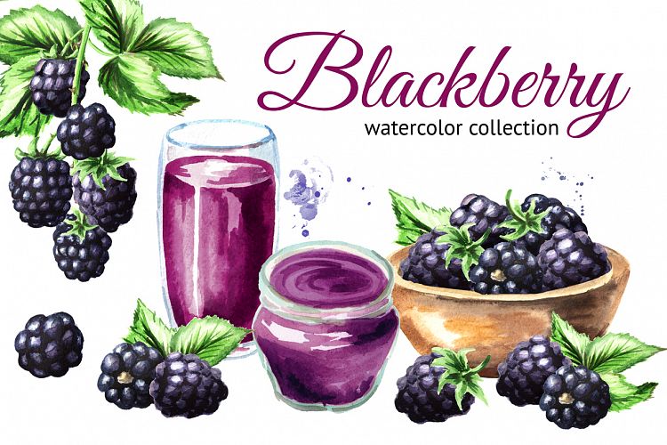 Blackberry. Watercolor collection