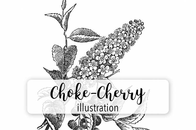 Choke Cherry Plant - Vintage Florals
