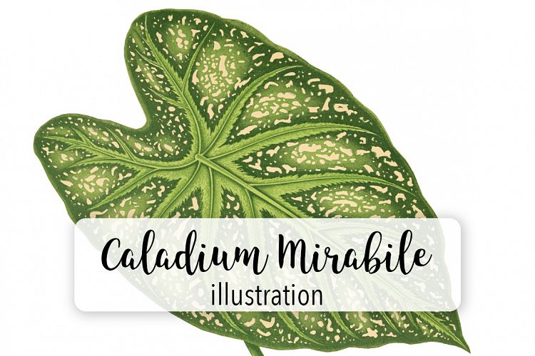 Leaves - Vintage Caladium Mirabile