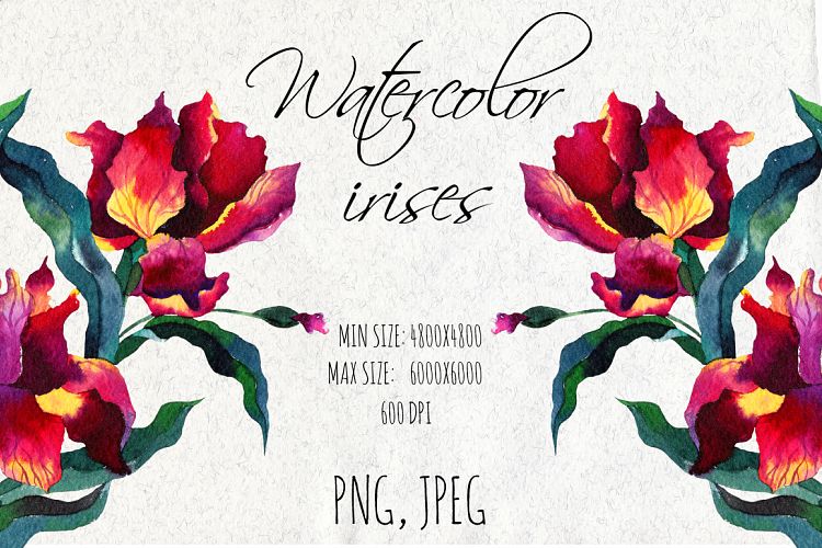 Watercolor iris flowers.