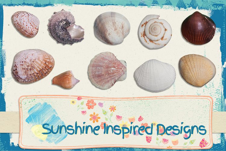 Sea Shells No.3 - Extractions