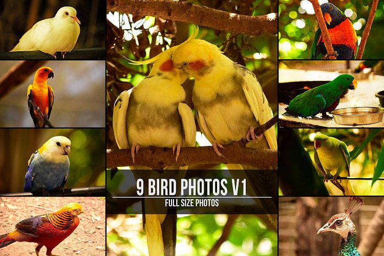 9 Beautiful Birds