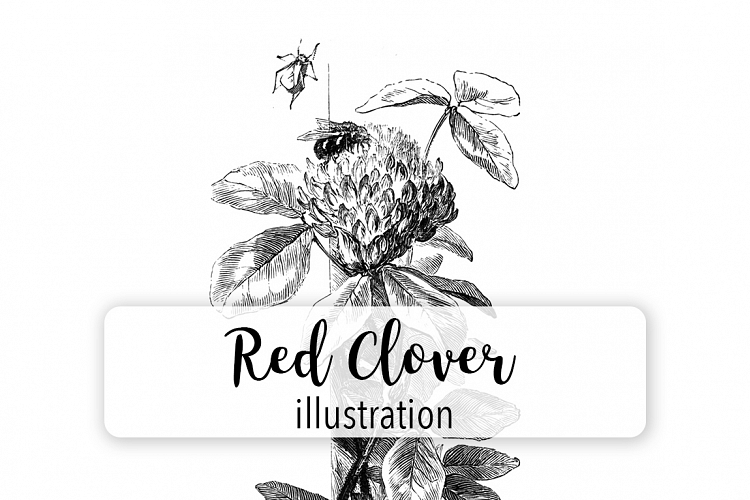 Red Clover Flowers- Vintage Florals