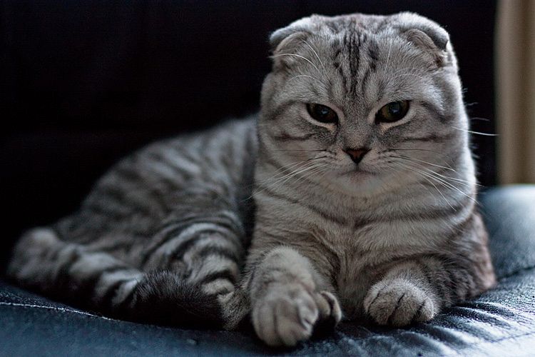 CAT3