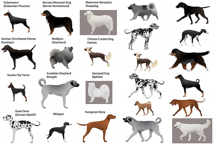 Dog show