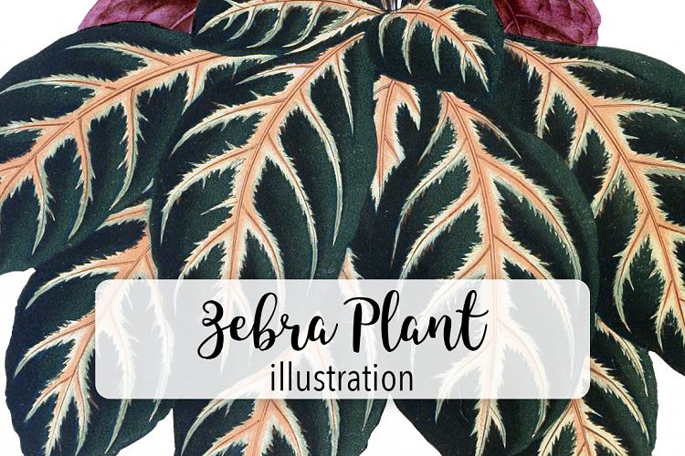 Leaves - Vintage Zebra Plant