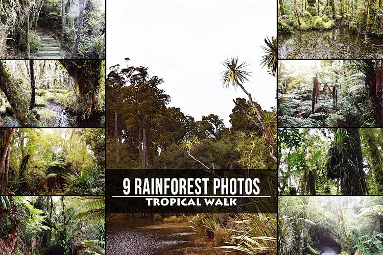9 Tropical Rainforest Photos