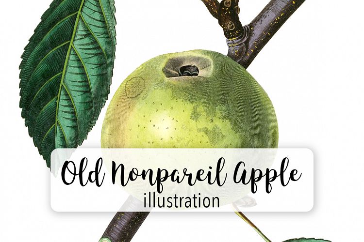 Fruit - Vintage Old Nonpareil Apple