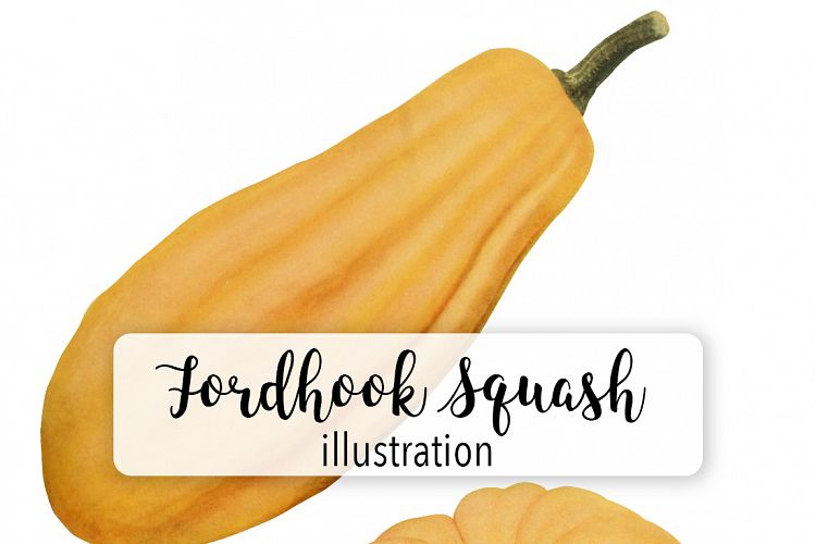 Fordhook and Perfect Gem Squash
