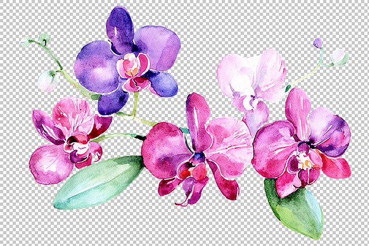 Branch of purple orchids PNG watercolor set