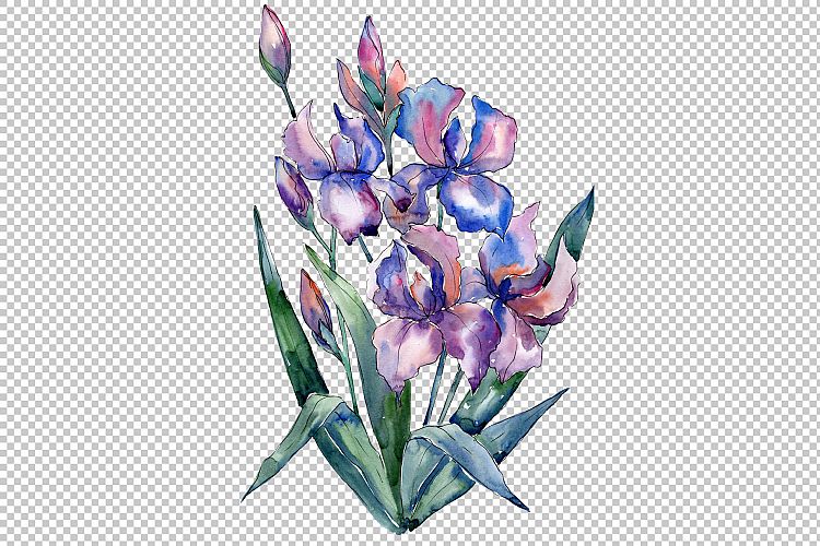 Bouquet of violet irises PNG watercolor set