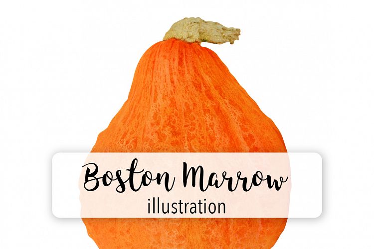 Boston Marrow Pumpkin