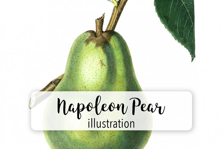 Fruit - Vintage Jargonelle Pear