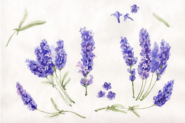 Watercolor beautiful lavender PNG set