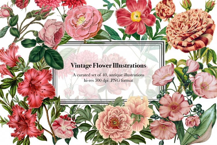 Vintage Flower Illustrations - Vol 1