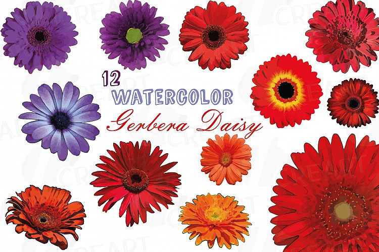 Watercolor Gerbera Daisy clip art pack, colorful gerberas 2