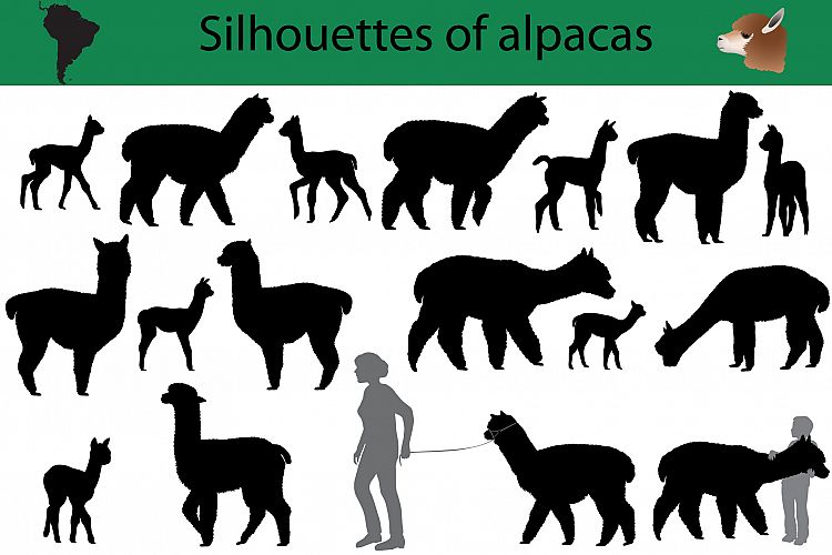 Silhouettes of alpacas