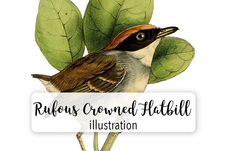 Birds - Vintage Rufous Flatbill