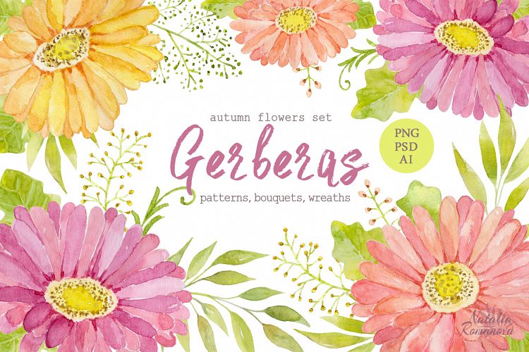 Watercolor set of gerbera flowers