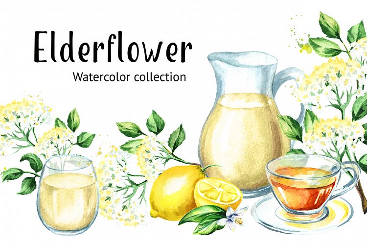 Elderflower. Watercolor collection