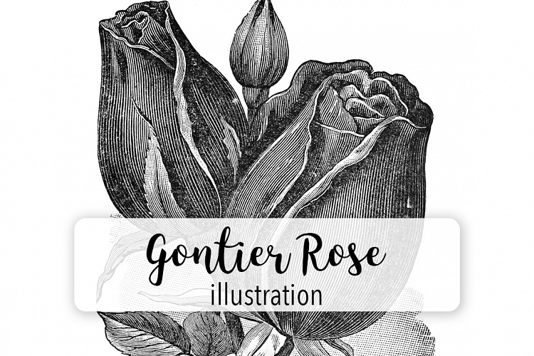 Rose - Vintage Black and White Gontier Florals