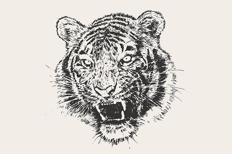 Tiger head