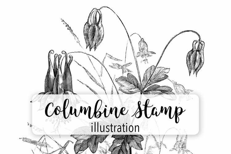 Columbine - Vintage Florals