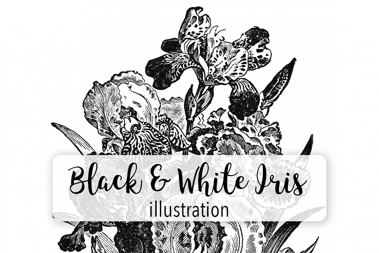 Florals - Vintage Black and White Iris