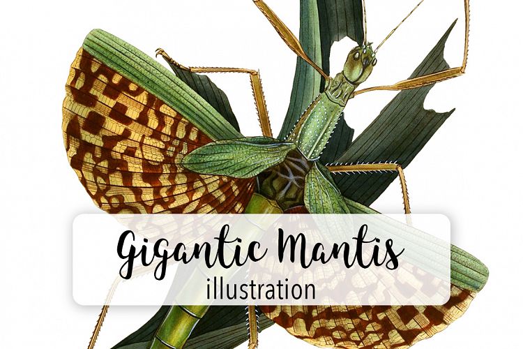 Mantis - Insects - Vintage Bugs