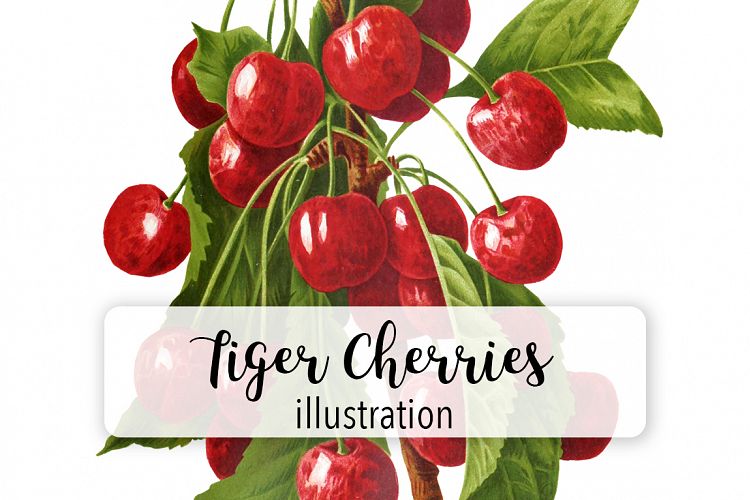 Fruit - Vintage Tiger Bigarreau Cherries