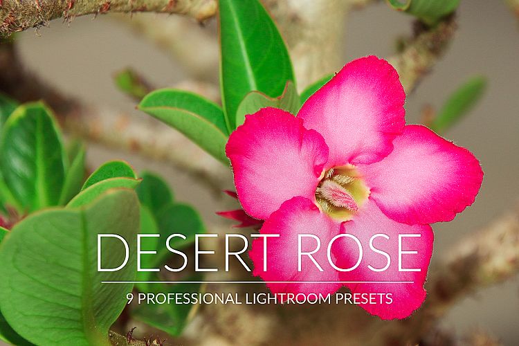 Desert Rose Lr Presets