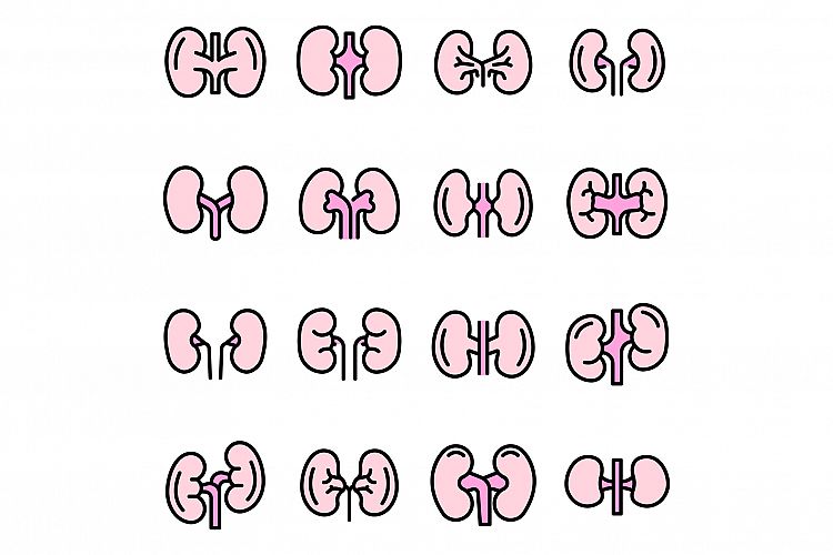 Kidney icons set vector flat example image 1