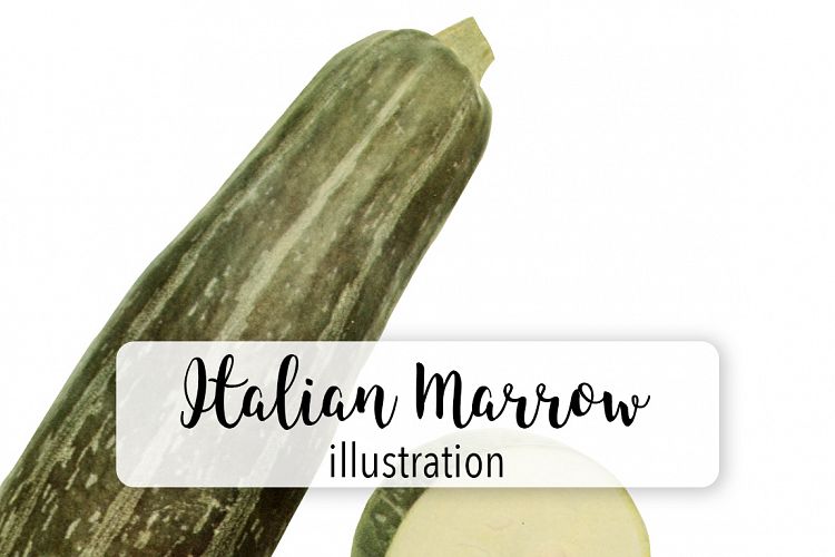 Italian Vegetable Marrow Squash