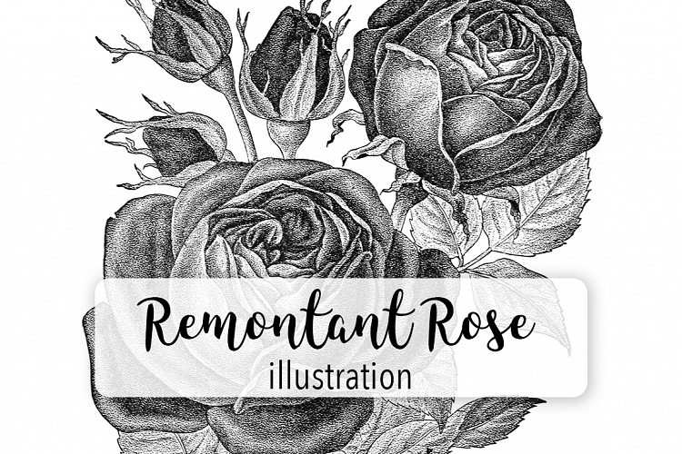 Rose - Vintage Black and White Remontant Hybrid Florals