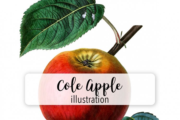 Fruit - Vintage Cole Apple