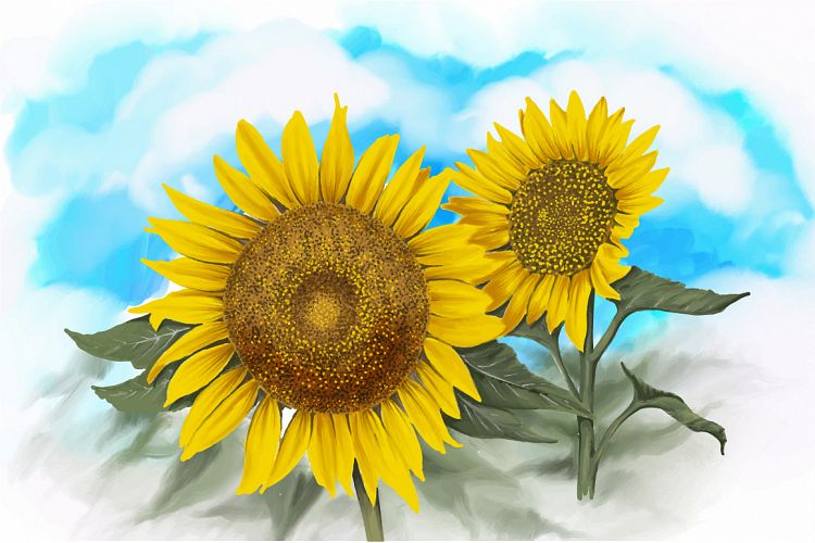 watercolor sunflowers vector