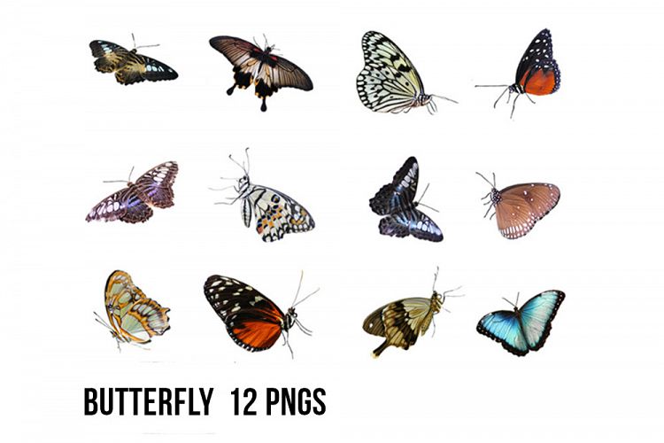 Butterfly PNGs