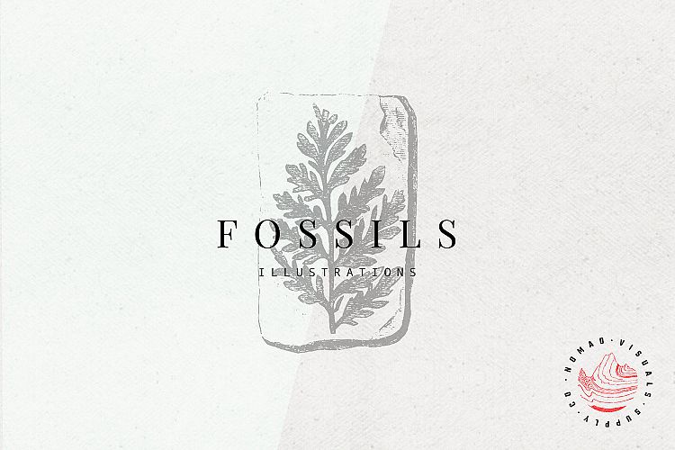 Premium Fossils Illustrations