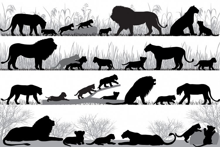 Lions family silhouette