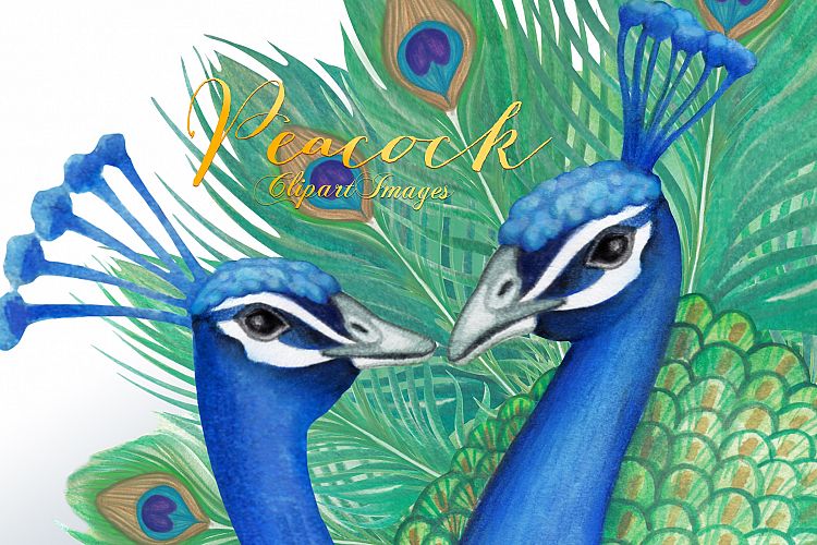 Peacock Clipart Images by Whimseez